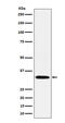Syntaxin 1B antibody, M06932, Boster Biological Technology, Western Blot image 
