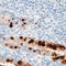 Adenovirus Type 2 E1A antibody, LS-C88261, Lifespan Biosciences, Immunohistochemistry frozen image 