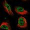 Armadillo Repeat Containing 3 antibody, NBP1-85394, Novus Biologicals, Immunofluorescence image 