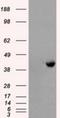 Protein Phosphatase Methylesterase 1 antibody, NBP2-02240, Novus Biologicals, Western Blot image 