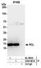 Deoxyribonucleoside 5 -monophosphate N-glycosidase antibody, A304-681A, Bethyl Labs, Immunoprecipitation image 