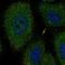 Netrin G2 antibody, HPA065089, Atlas Antibodies, Immunocytochemistry image 