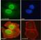 DS Cell Adhesion Molecule antibody, NB100-41390, Novus Biologicals, Immunofluorescence image 