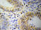 Olfactomedin 1 antibody, LS-C330881, Lifespan Biosciences, Immunohistochemistry paraffin image 