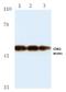 Serine/threonine-protein kinase Chk1 antibody, AP06048PU-N, Origene, Western Blot image 