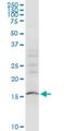 SUB1 Regulator Of Transcription antibody, H00010923-M12, Novus Biologicals, Western Blot image 