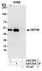 Cleavage Stimulation Factor Subunit 1 antibody, A301-250A, Bethyl Labs, Immunoprecipitation image 