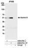 Aurora A antibody, A300-071A, Bethyl Labs, Immunoprecipitation image 