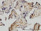 Exosome complex exonuclease RRP43 antibody, LS-C133691, Lifespan Biosciences, Immunohistochemistry paraffin image 