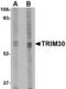 Tripartite motif-containing protein 30 antibody, LS-C83901, Lifespan Biosciences, Western Blot image 