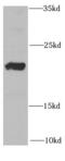 Rac Family Small GTPase 2 antibody, FNab07067, FineTest, Western Blot image 