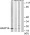 AKAP14 antibody, LS-C119125, Lifespan Biosciences, Western Blot image 