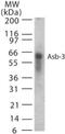 Ankyrin Repeat And SOCS Box Containing 3 antibody, NB100-56645, Novus Biologicals, Western Blot image 