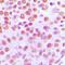 IK Cytokine antibody, orb214090, Biorbyt, Immunohistochemistry paraffin image 