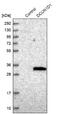 DCN1-like protein 1 antibody, NBP1-85275, Novus Biologicals, Western Blot image 