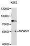 MORN Repeat Containing 1 antibody, LS-C748253, Lifespan Biosciences, Western Blot image 