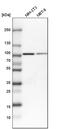 EFR3 Homolog A antibody, PA5-54792, Invitrogen Antibodies, Western Blot image 