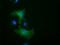 10-formyltetrahydrofolate dehydrogenase antibody, GTX84892, GeneTex, Immunocytochemistry image 