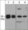 p38 antibody, PP3501, ECM Biosciences, Western Blot image 