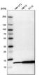 Macrophage Migration Inhibitory Factor antibody, HPA003868, Atlas Antibodies, Western Blot image 