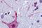 Muscarinic acetylcholine receptor M3 antibody, NB100-58978, Novus Biologicals, Immunohistochemistry paraffin image 
