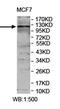 Junction Mediating And Regulatory Protein, P53 Cofactor antibody, orb78069, Biorbyt, Western Blot image 