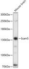 Intercellular adhesion molecule 5 antibody, 16-205, ProSci, Western Blot image 