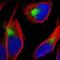 Protein TANC2 antibody, NBP1-85087, Novus Biologicals, Immunofluorescence image 
