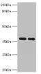 Galactose Mutarotase antibody, CSB-PA850268HA01HU, Cusabio, Western Blot image 