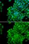 MAGE Family Member A1 antibody, GTX64672, GeneTex, Immunofluorescence image 