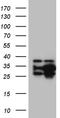 DnaJ homolog subfamily B member 6 antibody, CF810656, Origene, Western Blot image 