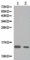 NPS-PLA2 antibody, TA323702, Origene, Western Blot image 