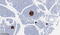 CgA antibody, CF814055, Origene, Immunohistochemistry paraffin image 