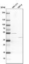 V-type proton ATPase subunit C 1 antibody, HPA023943, Atlas Antibodies, Western Blot image 