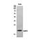 Glia Maturation Factor Beta antibody, STJ96878, St John