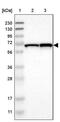 DENN Domain Containing 4C antibody, PA5-53279, Invitrogen Antibodies, Western Blot image 