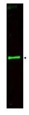 Slit homolog 3 protein antibody, GTX48660, GeneTex, Western Blot image 