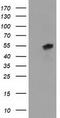 Protein ERGIC-53 antibody, CF502110, Origene, Western Blot image 