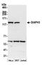 DRF3 antibody, A305-164A, Bethyl Labs, Western Blot image 