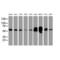 Lectin, Mannose Binding 1 antibody, ENZ-ABS300-0100, Enzo Life Sciences, Western Blot image 