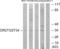 Olfactory Receptor Family 2 Subfamily T Member 3 antibody, LS-C120855, Lifespan Biosciences, Western Blot image 