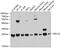Ribosomal Protein L18 antibody, 13-772, ProSci, Western Blot image 