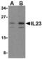 IL-12 antibody, MBS151355, MyBioSource, Western Blot image 