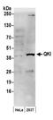 QKI, KH Domain Containing RNA Binding antibody, NB300-239, Novus Biologicals, Western Blot image 