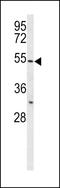 CAP 57 antibody, LS-B13284, Lifespan Biosciences, Western Blot image 