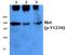 c-met antibody, A01488Y1234, Boster Biological Technology, Western Blot image 