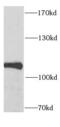 SECIS Binding Protein 2 antibody, FNab07695, FineTest, Western Blot image 