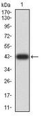 Homeobox protein cut-like 1 antibody, orb213810, Biorbyt, Western Blot image 