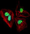 Nuclear Factor I A antibody, 57-502, ProSci, Immunofluorescence image 