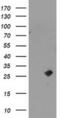 Cyclin-dependent kinase inhibitor 3 antibody, MA5-25693, Invitrogen Antibodies, Western Blot image 